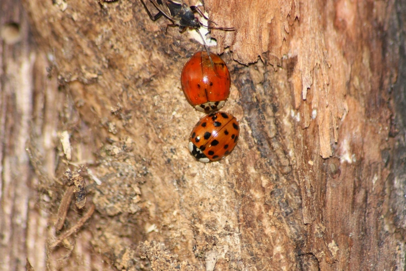 Harmonia axyridis